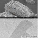 MXene Phase Powder-Bimetallic Series