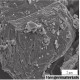 MXene Phase Powder-High-Entropy Series
