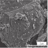 MXene Phase Powder-High-Entropy Series